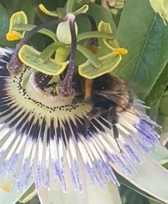 Bee Passion