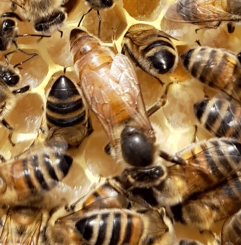 Queen honey bee surrounded by worker bees inside a healthy honeycomb colony at Cotswold Edge Bees, Buckovers near Thornbury.